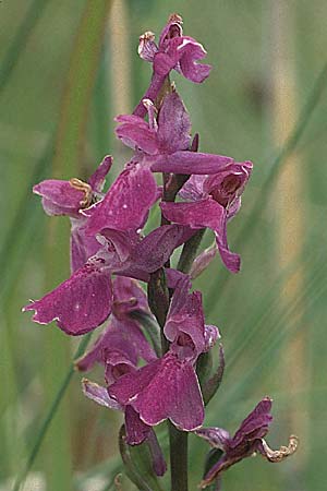 Anacamptis palustris / Marsh Orchid, A  Neusiedler See 20.6.1987 
