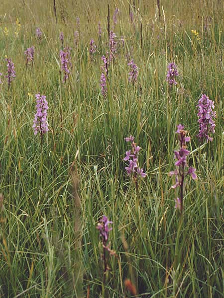 Anacamptis palustris \ Sumpf-Knabenkraut / Marsh Orchid, A  Neusiedler See 20.6.1987 