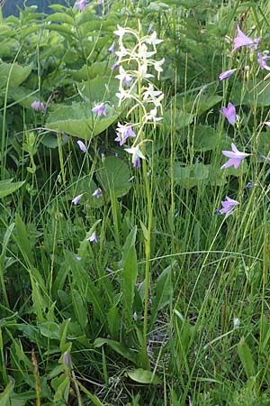 Platanthera muelleri \ Müllers Waldhyazinthe / Mueller's Butterfly Orchid, A  Gaal 27.6.2021 