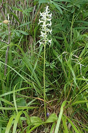 Platanthera bifolia subsp. latiflora \ Zweiblättrige Waldhyazinthe, Große Weiße Waldhyazinthe / Lesser Butterfly Orchid, A  Seckauer Tauern, Brandstätter Törl 1.7.2021 