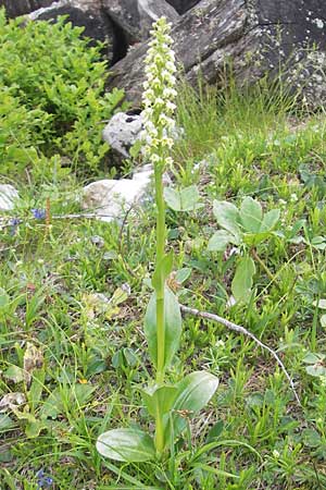 Pseudorchis albida \ Weiße Höswurz / Small White Orchid, A  Kärnten/Carinthia, Petzen 2.7.2010 