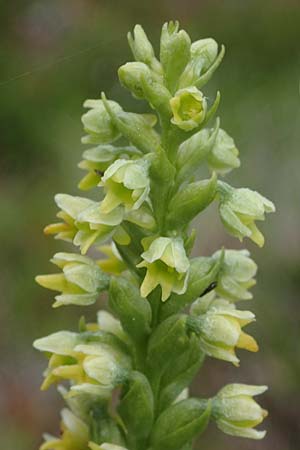 Pseudorchis albida \ Weiße Höswurz / Small White Orchid, A  Seckauer Tauern, Rosenkogel 30.6.2021 