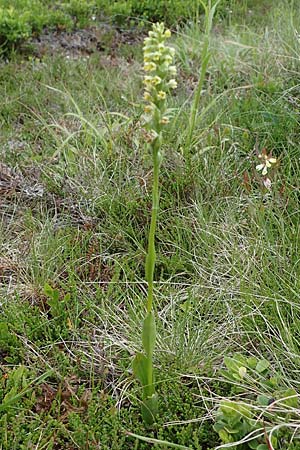 Pseudorchis albida \ Weiße Höswurz / Small White Orchid, A  Seckauer Tauern, Rosenkogel 30.6.2021 