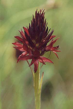 Nigritella rhellicani \ Schwarzes Kohlröschen / Vanilla Orchid, A  Almajur - Tal / Valley 13.7.1987 