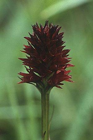 Nigritella rhellicani \ Schwarzes Kohlröschen, A  Hahntennjoch 16.7.1987 