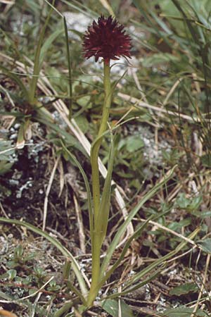 Nigritella rhellicani / Vanilla Orchid, A  Elbigenalb 16.8.1987 