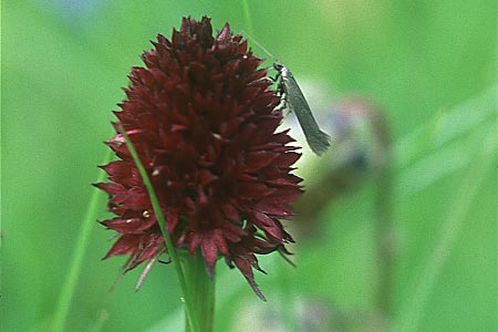 Nigritella rhellicani \ Schwarzes Kohlröschen / Vanilla Orchid (mit Kleinschmetterling Nematopogon ? / with small moth Nematopogon ?), A  Osttirol, Villgrater Tal 30.7.2004 