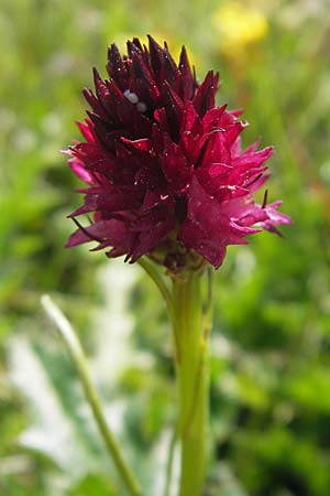 Nigritella rubra / Red Vanilla Orchid, A  Trenchtling 3.7.2010 