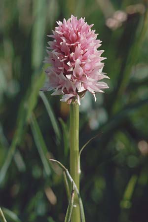 Nigritella stiriaca \ Steirisches Kohlröschen / Stirian Vanilla Orchid, A  St.Wolfgang 9.7.1995 