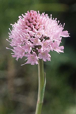 Traunsteinera globosa / Globe Orchid, A  Widderstein 12.7.1987 