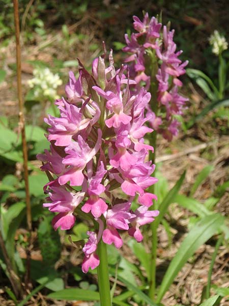 Dactylorhiza flavescens \ Gelbliche Fingerwurz / Yellowish Orchid, Aserbaidschan/Azerbaijan,  Shaki 1.5.2019 (Photo: Luc Segers)