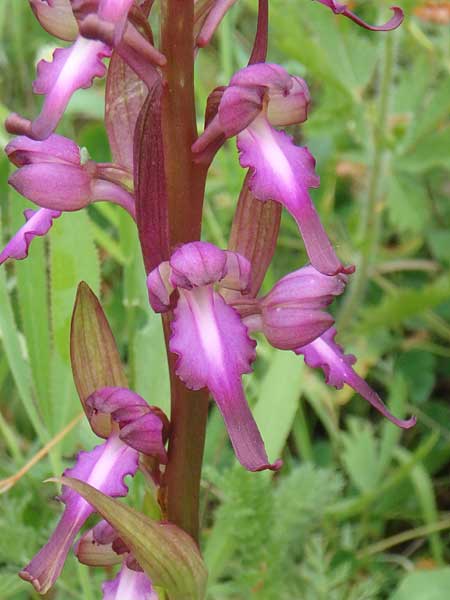 Himantoglossum formosum \ Schöne Riemenzunge, Kaukasische Riemenzunge, Aserbaidschan,  Quba 25.5.2019 (Photo: Luc Segers)