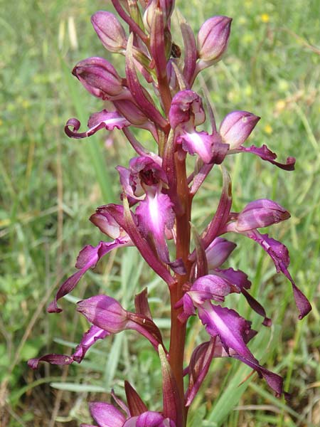 Himantoglossum formosum \ Schöne Riemenzunge, Kaukasische Riemenzunge, Aserbaidschan,  Quba 25.5.2019 (Photo: Luc Segers)