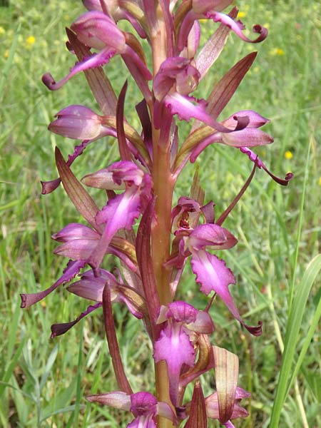 Himantoglossum formosum \ Schöne Riemenzunge, Kaukasische Riemenzunge, Aserbaidschan,  Quba 25.5.2019 (Photo: Luc Segers)