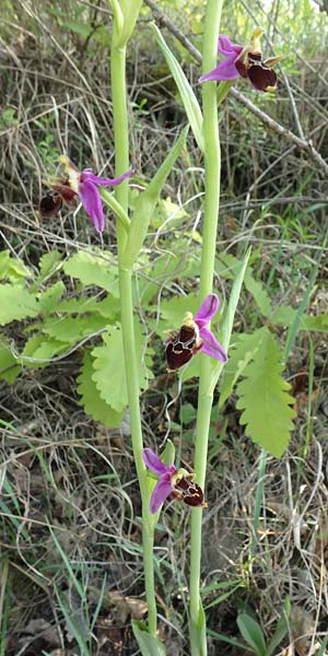 Ophrys abchasica \ Abchasische Ragwurz, Aserbaidschan,  Shaki 2.5.2019 (Photo: Luc Segers)