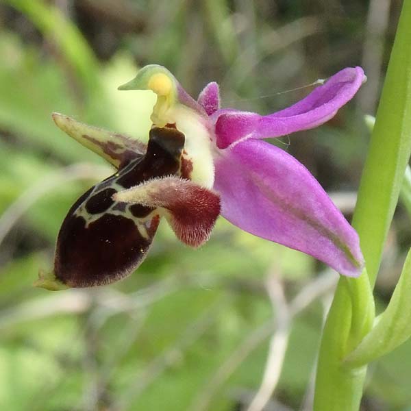 Ophrys abchasica \ Abchasische Ragwurz, Aserbaidschan,  Shaki 2.5.2019 (Photo: Luc Segers)