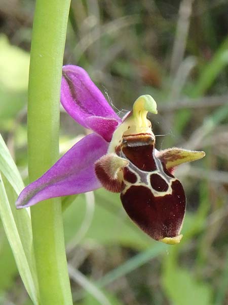 Ophrys abchasica \ Abchasische Ragwurz / Abchasian Bee Orchid, Aserbaidschan/Azerbaijan,  Shaki 2.5.2019 (Photo: Luc Segers)