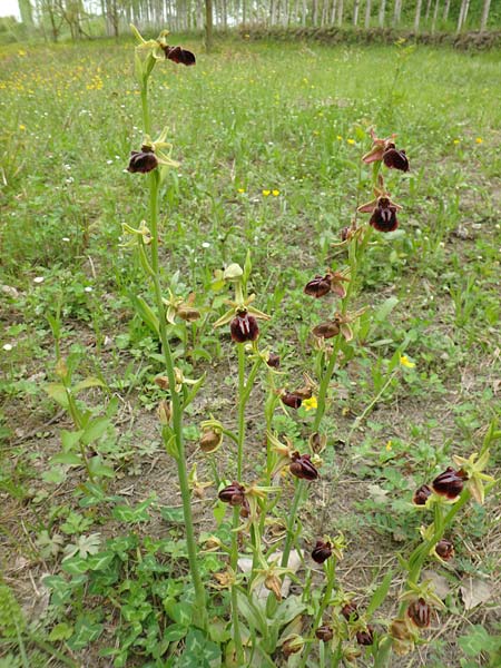 Ophrys caucasica \ Kaukasus-Ragwurz / Caucasian Bee Orchid, Aserbaidschan/Azerbaijan,  Ashagi - Imamgulukend 4.5.2019 (Photo: Luc Segers)