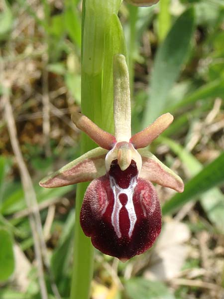 [click] Ophrys cyclocheila, Aserbaidschan/Azerbaijan,  Lerik 29.4.2019 (Photo: Luc Segers)