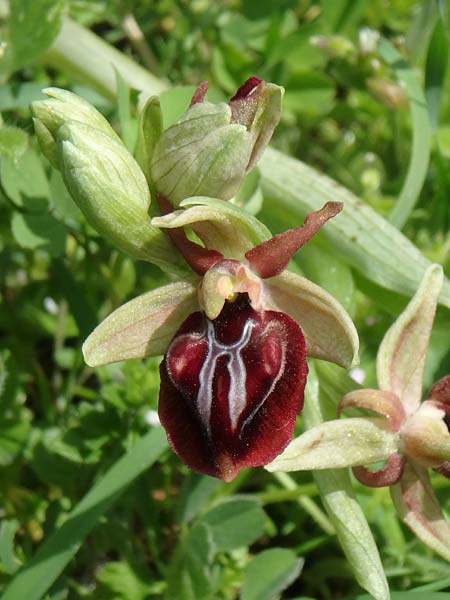 Ophrys cyclocheila \ Rundlippige Ragwurz, Aserbaidschan,  Lerik 29.4.2019 (Photo: Luc Segers)