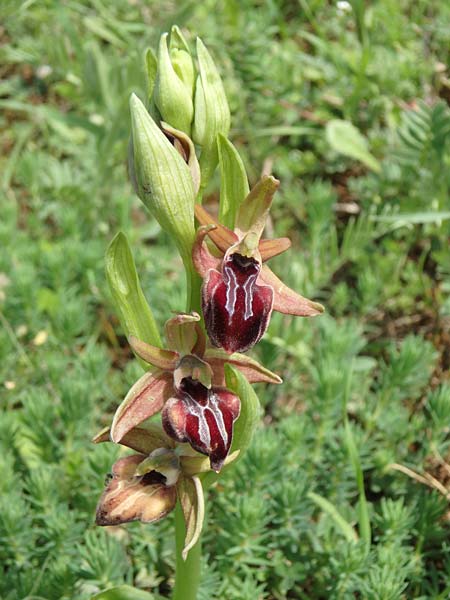 Ophrys cyclocheila \ Rundlippige Ragwurz / Round-Lipped Bee Orchid, Aserbaidschan/Azerbaijan,  Lerik 29.4.2019 (Photo: Luc Segers)
