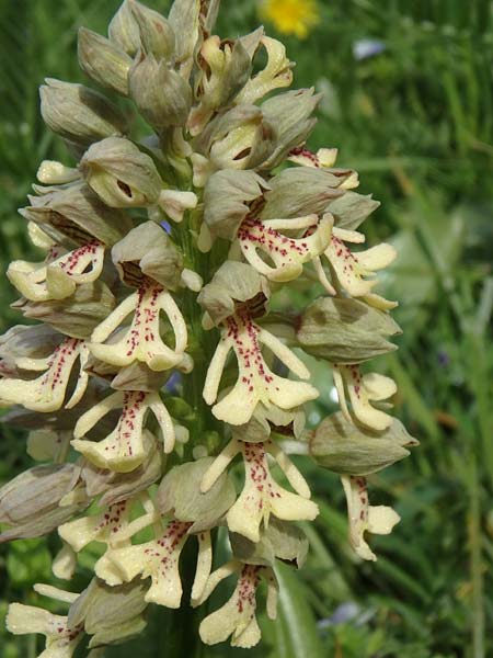 Orchis adenocheila \ Drüsenlippen-Knabenkraut / Glandular-Lip Orchid, Aserbaidschan/Azerbaijan,  Lerik 29.4.2019 (Photo: Luc Segers)