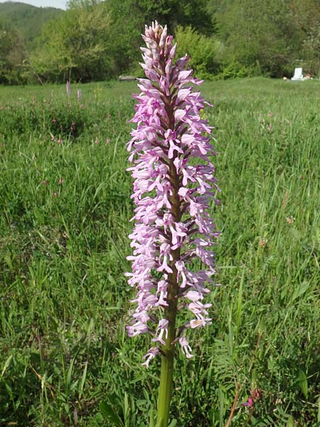 Orchis stevenii / Steven's Orchid, Azerbaijan,  Shaki 2.5.2019 (Photo: Luc Segers)