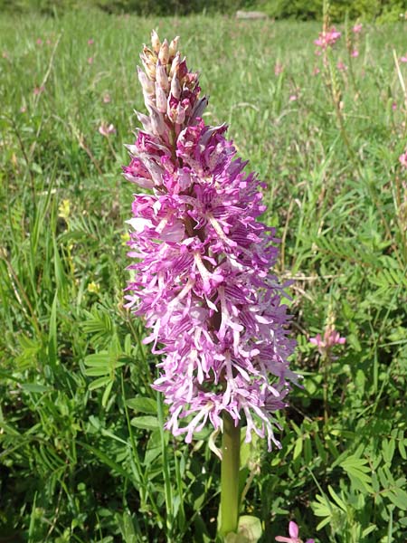 Orchis stevenii / Steven's Orchid, Azerbaijan,  Shaki 2.5.2019 (Photo: Luc Segers)