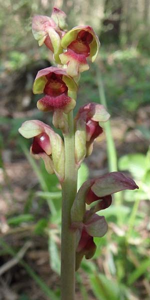 Steveniella satyrioides \ Kappenorchis, Aserbaidschan,  Shaki 1.5.2019 (Photo: Luc Segers)