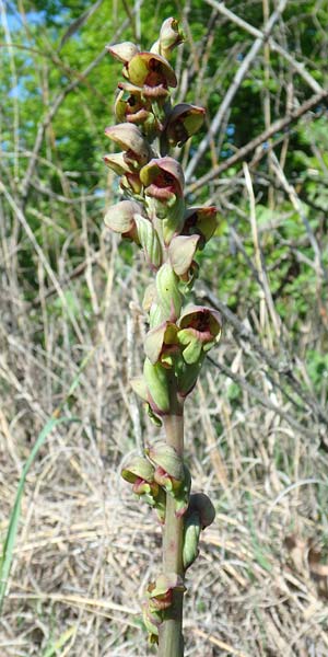 Steveniella satyrioides \ Kappenorchis / Hooded Orchid, Aserbaidschan/Azerbaijan,  Shaki 1.5.2019 (Photo: Luc Segers)