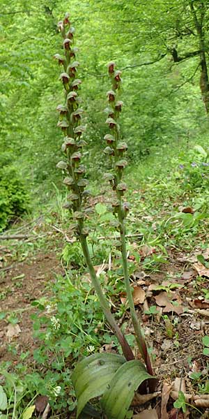 Steveniella satyrioides var. iranica \ Iran-Kappenorchis, Aserbaidschan,  Almu 30.4.2019 (Photo: Luc Segers)