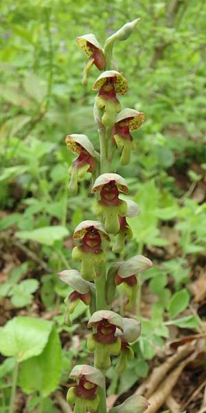 Steveniella satyrioides var. iranica \ Iran-Kappenorchis, Aserbaidschan,  Almu 30.4.2019 (Photo: Luc Segers)