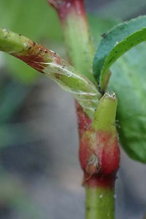 Persicaria hydropiper \ Wasserpfeffer-Knterich, Pfeffer-Knterich / Water-Pepper, B Moresnet 21.8.2022