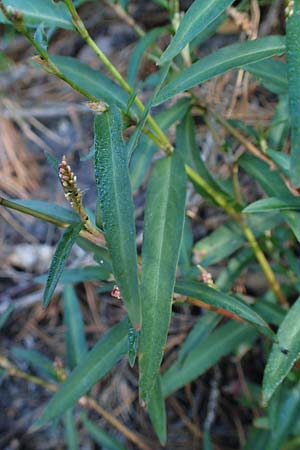 Persicaria minor \ Kleiner Knterich, B Moresnet 21.8.2022