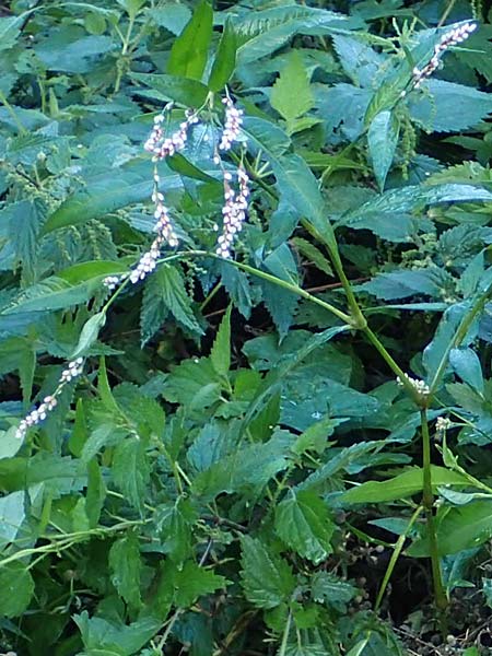 Persicaria x condensata \ Knterich-Hybride, B Moresnet 21.8.2022