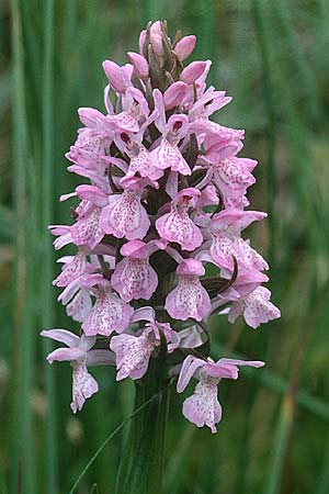 Dactylorhiza sphagnicola \ Torfmoos-Fingerwurz, Torfmoos-Knabenkraut, B  Brackvenn 11.6.2000 