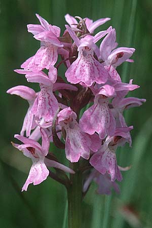 Dactylorhiza sphagnicola \ Torfmoos-Fingerwurz, Torfmoos-Knabenkraut, B  Brackvenn 11.6.2000 