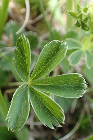 Alchemilla alpina \ Alpen-Frauenmantel / Alpine Lady's Mantle, CH Gotthard 12.6.2017