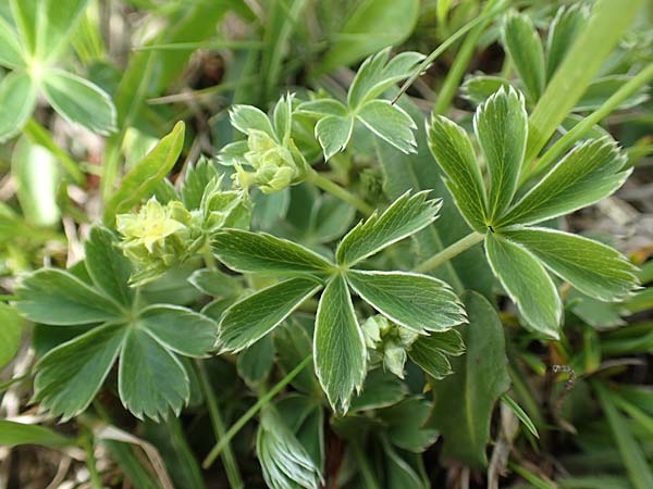 Alchemilla alpina \ Alpen-Frauenmantel, CH Gotthard 12.6.2017