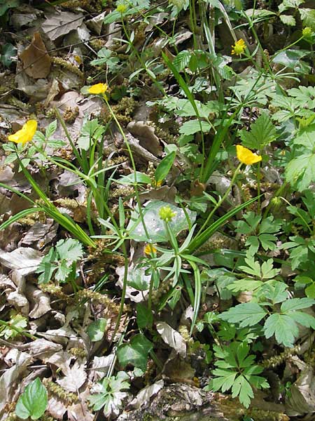 Ranunculus alsaticus \ Elssser Gold-Hahnenfu / Alsacian Goldilocks, CH Biel-Benken 13.4.2011