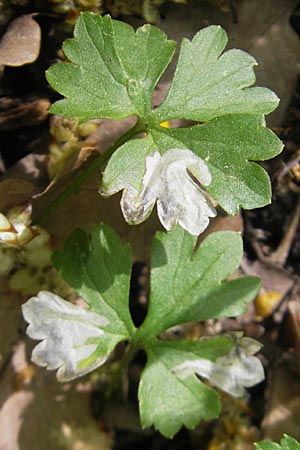 Ranunculus alsaticus \ Elssser Gold-Hahnenfu / Alsacian Goldilocks, CH Biel-Benken 13.4.2011