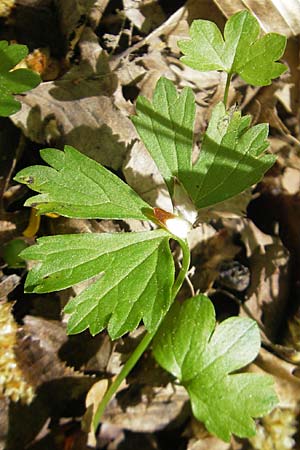 Ranunculus alsaticus \ Elssser Gold-Hahnenfu / Alsacian Goldilocks, CH Biel-Benken 13.4.2011