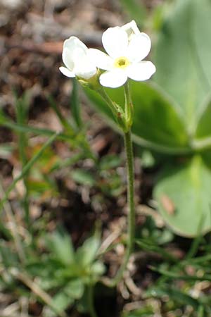 Androsace obtusifolia \ Stumpfblttriger Mannsschild / Blunt-Leaved Rock Jasmine, CH Gotthard 12.6.2017