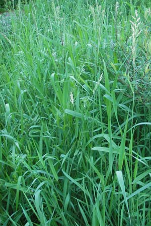 Phalaris arundinacea \ Rohr-Glanzgras / Red Canary Grass, CH Airolo 26.6.2010