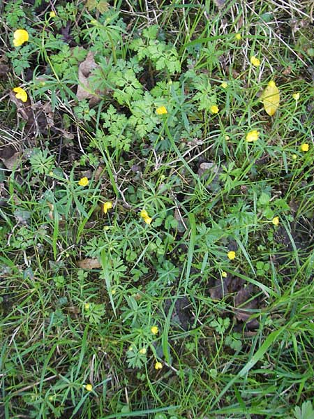 Ranunculus argoviensis \ Aargauer Gold-Hahnenfu / Aargau Goldilocks, CH Basel 13.4.2011