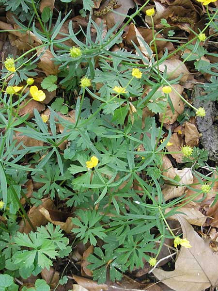 Ranunculus argoviensis \ Aargauer Gold-Hahnenfu / Aargau Goldilocks, CH Basel 13.4.2011