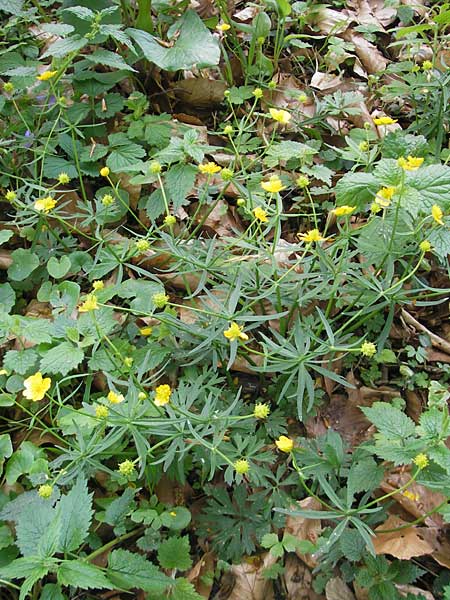 Ranunculus argoviensis \ Aargauer Gold-Hahnenfu / Aargau Goldilocks, CH Basel 13.4.2011