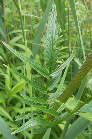 Valeriana excelsa \ Echter Kriech-Baldrian, Kriechender Arznei-Baldrian, CH Stein am Rhein 14.6.2011