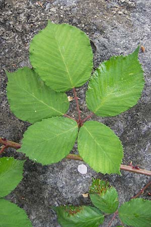 Rubus armeniacus \ Garten-Brombeere, Armenische Brombeere / Armenian Blackberry, Himalayan Blackberry, CH Stein am Rhein 14.6.2011