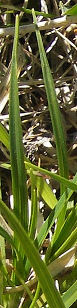 Carex caryophyllea \ Frhlings-Segge / Spring Sedge, CH Gotthard 5.6.2010